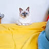 Bello a rejoint le concours — aidez-le/la à gagner de superbes lots ! cat, kitten, fluffy, white_fur, blue_eyes, sitting, bed, bedspread, yellow, pillow, blue, indoors, portrait, pet, animal, long_hair, ears, whiskers, cozy, photography