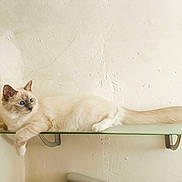 Bello participe au concours pour gagner de l'argent avec cette photo : cat, kitten, fluffy, cream_colored, blue_eyes, long_hair, animal, pet, feline, lying_down, lounging, glass_shelf, wall, indoor, home, whiskers, tail, paws, relaxed, portrait