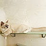cat, kitten, fluffy, cream_colored, blue_eyes, long_hair, animal, pet, feline, lying_down, lounging, glass_shelf, wall, indoor, home, whiskers, tail, paws, relaxed, portrait