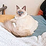 Bello participe au concours pour gagner de l'argent avec cette photo : cat, kitten, fluffy, long_hair, blue_eyes, cream_coat, pointed_ears, tail, pet, animal, portrait, indoors, bed, blanket, bedroom, lying_down, sitting, relaxed, cute, photography