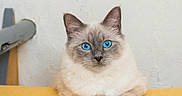 Bello participe au concours pour gagner de l'argent avec cette photo : cat, kitten, fluffy, blue_eyes, portrait, indoors, bed, bedspread, yellow, turquoise, blanket, sitting, front_facing, fur, whiskers, ears, animal, pet, bedroom, photography