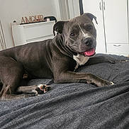 Zarco a rejoint le concours — aidez-le/la à gagner de superbes lots ! dog, pet, indoor, bed, blanket, smiling, tongue_out, gray_fur, white_fur, paw, furniture, dresser, wardrobe, decor, sign, relaxed, laying_down, canine, house, home