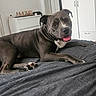Zarco a rejoint le concours — aidez-le/la à gagner de superbes lots ! bed, blanket, canine, decor, dog, dresser, furniture, gray_fur, home, house, indoor, laying_down, paw, pet, relaxed, sign, smiling, tongue_out, wardrobe, white_fur