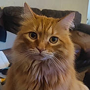 Rick is registered to the contest to win money with this photo: cat, orange_cat, fluffy, indoor, pet, sitting, curious, feline, whiskers, ears, eyes, fur, domestic_animal, living_room, couch, paper, table, brown, closeup, portrait