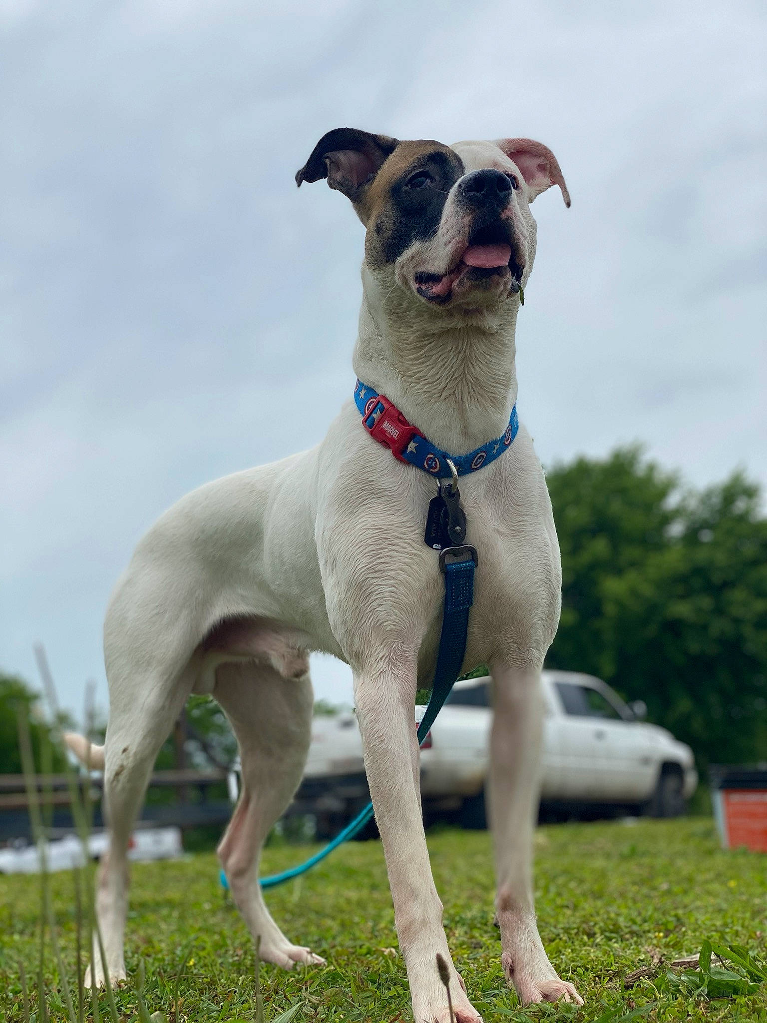 Gizmo is registered to the contest to win money with this photo: ancient_dog_breeds, canidae, carnivore, companion_dog, dog, dog_breed, fawn, mammal, rare_breed_dog, snout, sporting_group, vertebrate