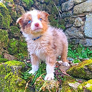 Rio participe au concours pour gagner de l'argent avec cette photo : puppy, dog, blue_eyes, fluffy, moss, rocks, stone_wall, outdoor, nature, grass, cute, young, pet, collar, fur, animal, curious, standing, small, adorable