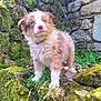 puppy, dog, blue_eyes, fluffy, moss, rocks, stone_wall, outdoor, nature, grass, cute, young, pet, collar, fur, animal, curious, standing, small, adorable