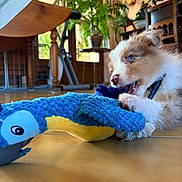 Rio participe au concours pour gagner de l'argent avec cette photo : animal, blue_eyes, brown_and_white, chewing, closeup, collar, cozy, cute, dog, floor, furniture, home, indoor, pet, plant, playing, plush_toy, puppy, toy, young_dog