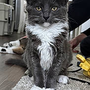 Bella is registered to the contest to win money with this photo: cat, kitten, indoor, person, rug, floor, furniture, whiskers, gray_cat, white_paws, curious, pet, animal, domestic, cute, fluffy, sitting, smiling, background, cozy