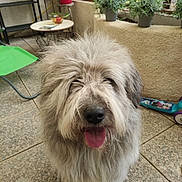 Rusty a rejoint le concours — aidez-le/la à gagner de superbes lots ! dog, fluffy, shaggy, tongue_out, pet, animal, outdoor, patio, potted_plants, floor_tiles, fence, green_chair, table, toy, relaxed, cute, friendly, companion, domestic, happy
