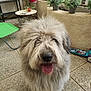 dog, fluffy, shaggy, tongue_out, pet, animal, outdoor, patio, potted_plants, floor_tiles, fence, green_chair, table, toy, relaxed, cute, friendly, companion, domestic, happy
