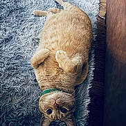 Lee joined the competition — help win amazing prizes! belly_up, big_eyes, cat, collar, cute, fluffy_rug, fur, ginger_cat, green_collar, hardwood_floor, indoor, lying_down, orange_cat, paws, pet, portrait, relaxed, rug, shag_rug, whiskers