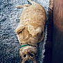 belly_up, big_eyes, cat, collar, cute, fluffy_rug, fur, ginger_cat, green_collar, hardwood_floor, indoor, lying_down, orange_cat, paws, pet, portrait, relaxed, rug, shag_rug, whiskers
