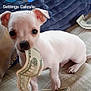 Harley is registered to the contest to win money with this photo: canidae, carnivore, chihuahua, companion_dog, dog, dog_breed, dog_supply, fawn, font, logo, non_sporting_group, pet_supply, photo_caption, puppy, snout, sporting_group, terrestrial_animal, toy_dog, whiskers, working_animal