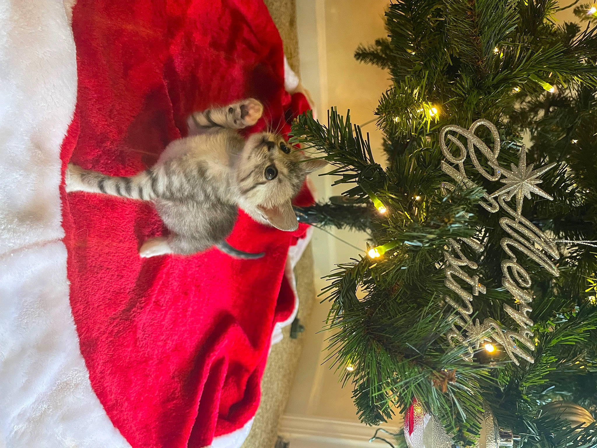 Dock joined the competition — help win amazing prizes! carnivore, cat, christmas, christmas_decoration, christmas_eve, christmas_ornament, christmas_tree, conifer, event, evergreen, fawn, felidae, holiday, holiday_ornament, ornament, plant, small_to_medium_sized_cats, tail, tree, whiskers