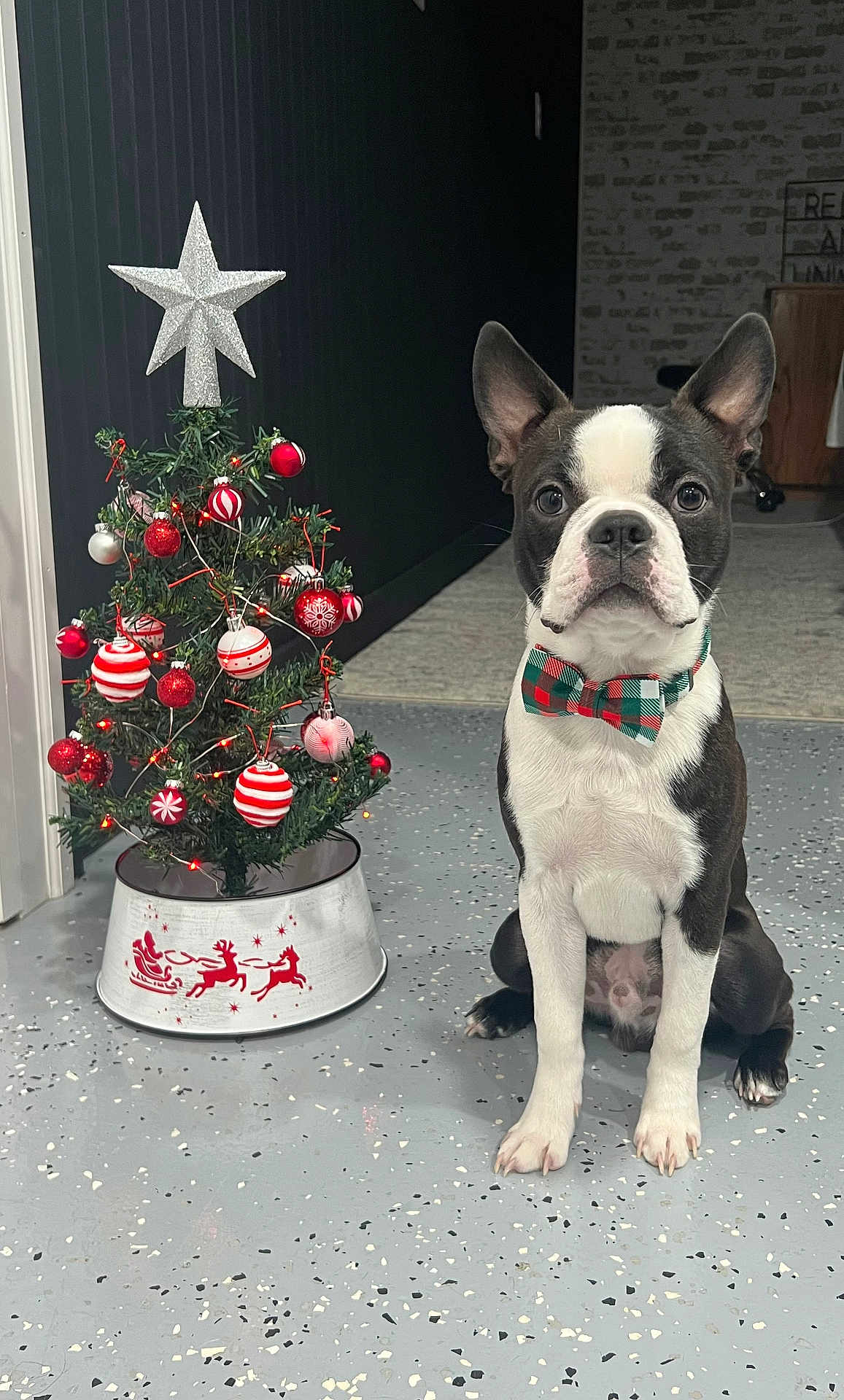 Ronald Douglas is registered to the contest to win money with this photo: dog, boston_terrier, bow_tie, christmas_tree, ornaments, indoor, floor, decorations, holiday, pet, animal, festive, black_and_white, sitting, cute, small_tree, star_tree_topper, lights, plaid, attentive