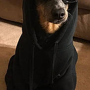 Dusty is registered to the contest to win money with this photo: animal, black_clothing, canine, carpet, casual, cool, costume, couch, cute, dog, domestic, funny, hoodie, indoor, pet, portrait, relaxed, sitting, sunglasses, wearing