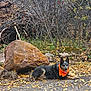 Dusty is registered to the contest to win money with this photo: animal, autumn_leaves, bare_trees, branches, canine, daytime, dog, fall_season, forest_floor, gravel_path, lying_down, moss, nature, orange_bandana, outdoor, pet, rock, scenery, tongue_out, woodland