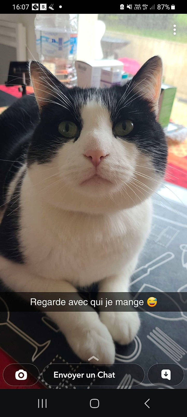 Nounours participe au concours pour gagner de l'argent avec cette photo : carnivore, cat, domestic_short_haired_cat, eyelash, felidae, font, foot, fur, photo_caption, photography, small_to_medium_sized_cats, snout, terrestrial_animal, whiskers, window