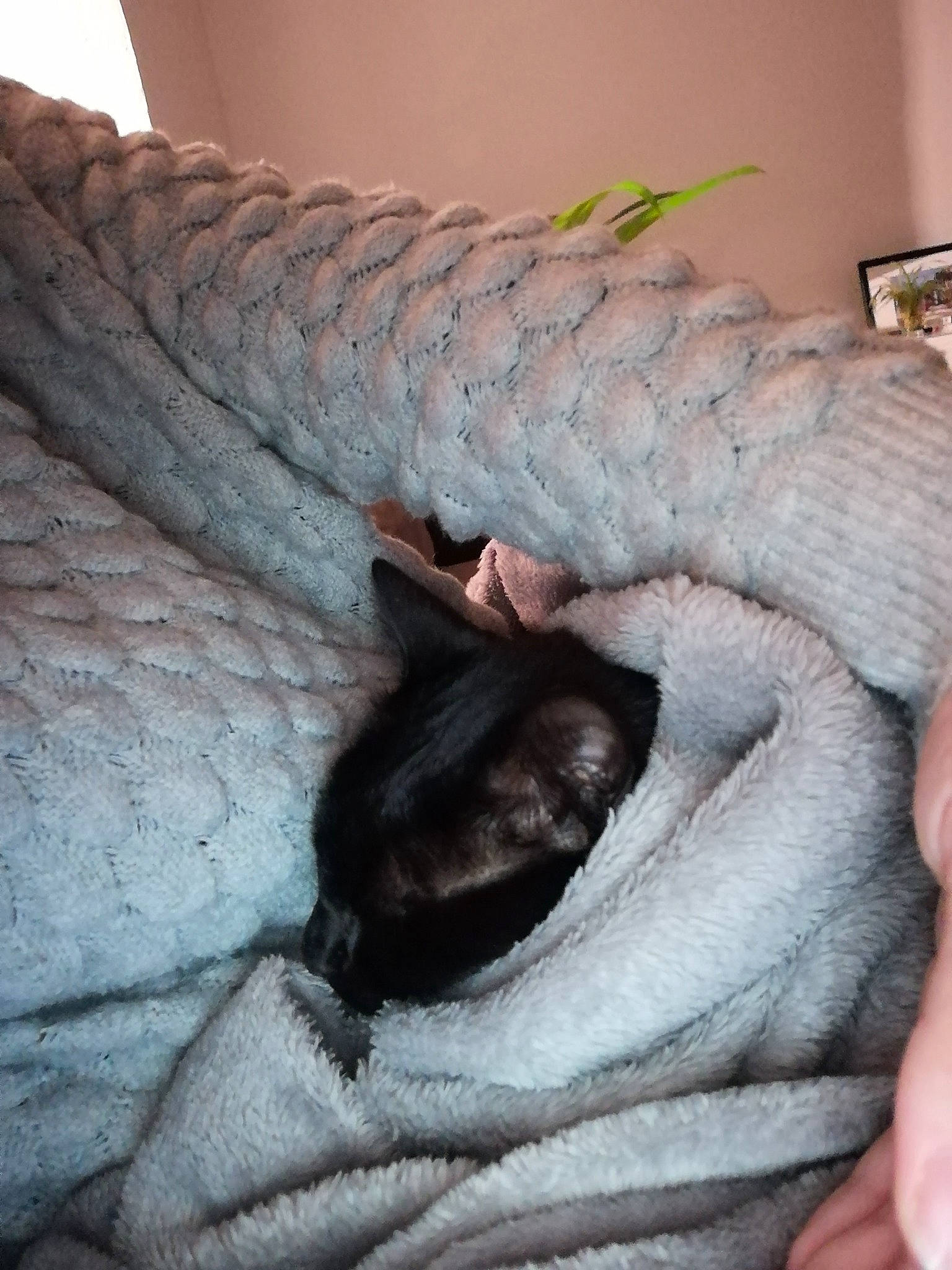 Midnight participe au concours pour gagner de l'argent avec cette photo : black_cat, carnivore, cat, cat_bed, claw, comfort, domestic_short_haired_cat, felidae, fur, nap, paw, skin, sleep, small_to_medium_sized_cats, tail, terrestrial_animal, vertebrate, whiskers