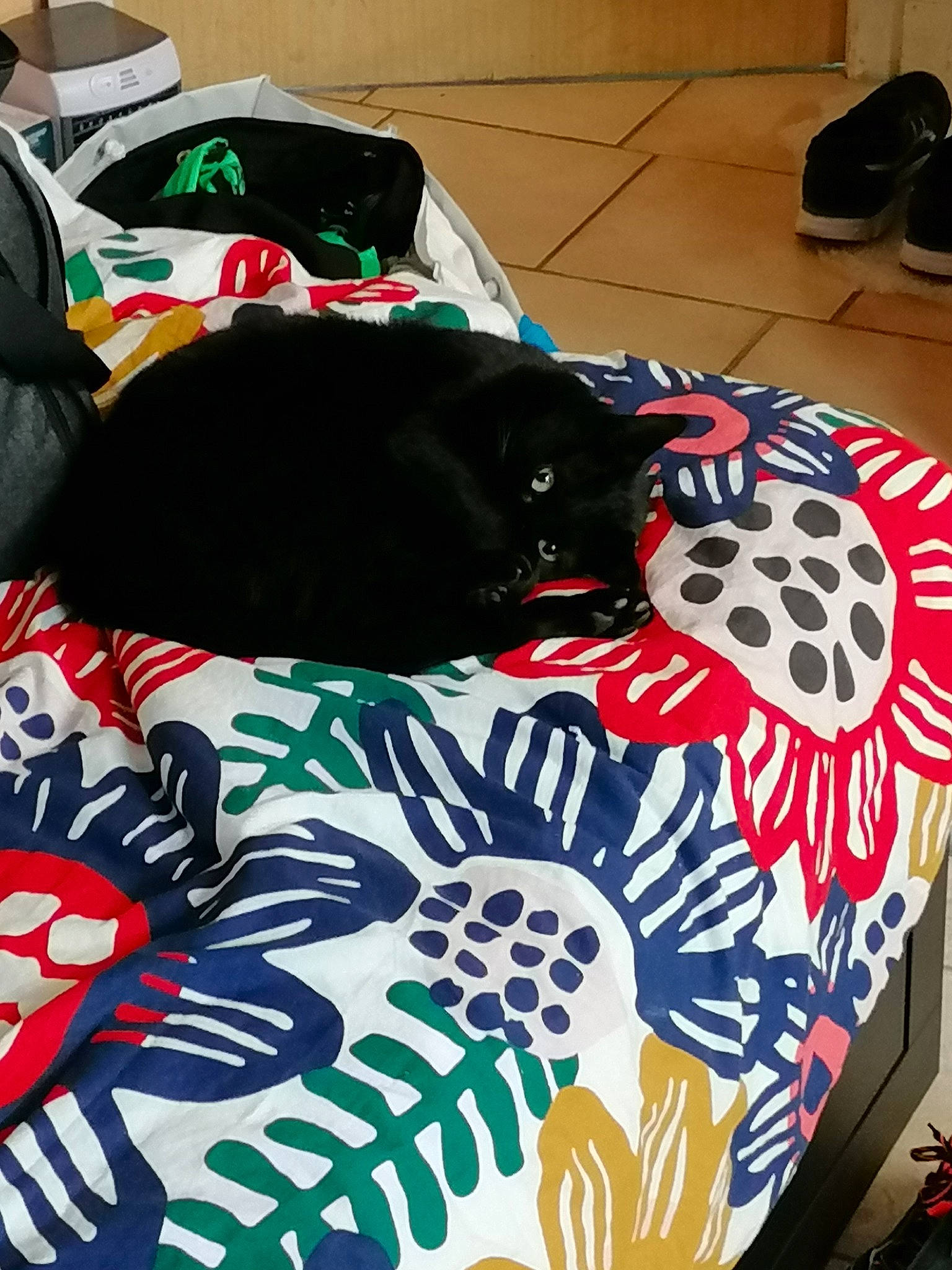 Midnight participe au concours pour gagner de l'argent avec cette photo : baggage, carnivore, cat, felidae, nap, small_to_medium_sized_cats