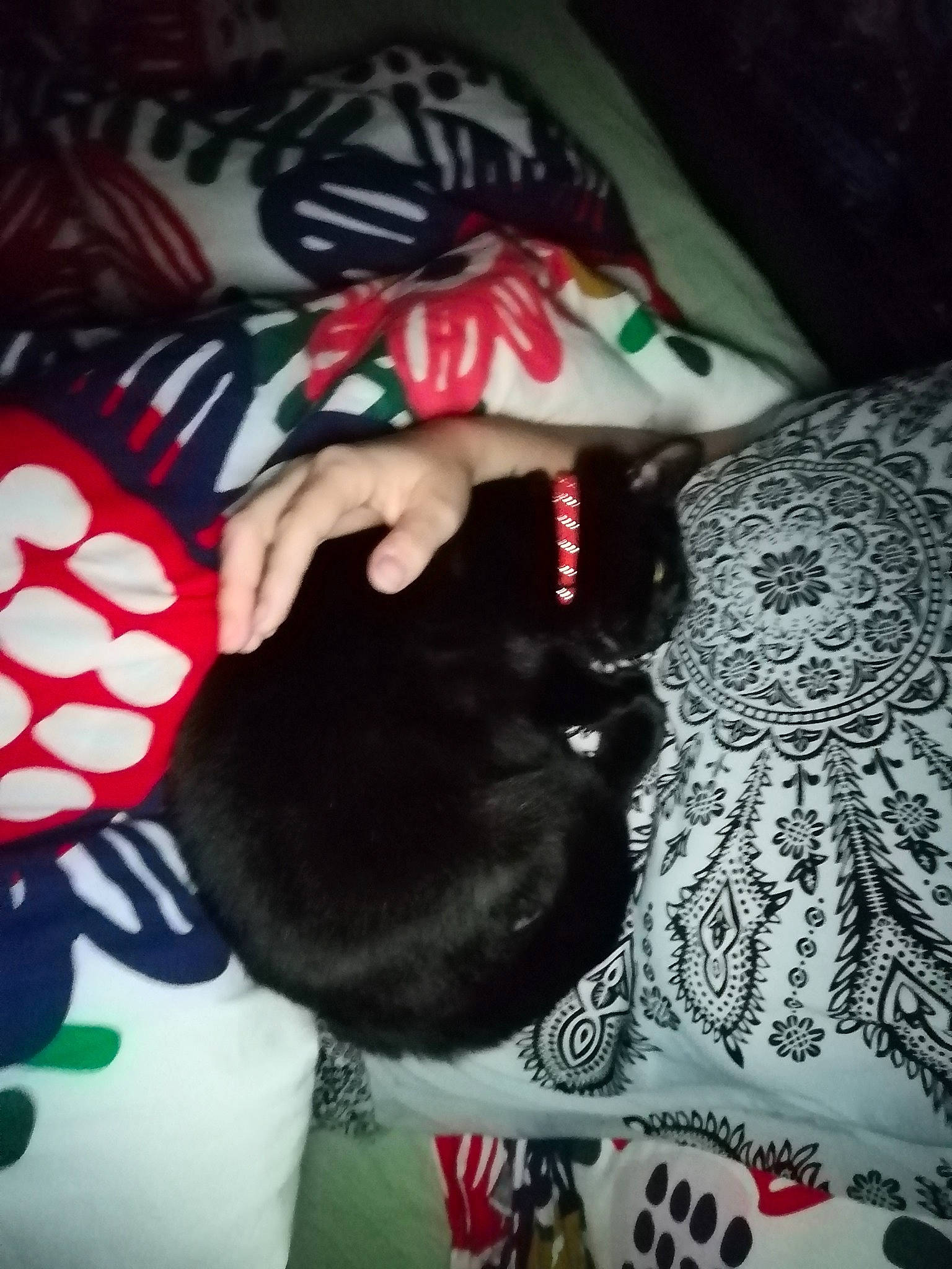 Midnight a rejoint le concours — aidez-le/la à gagner de superbes lots ! carmine, carnivore, dog_breed, linens, nail, pattern, paw