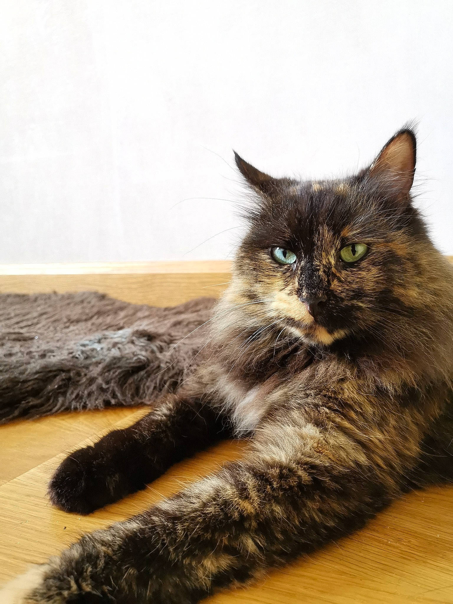 Inayah participe au concours pour gagner de l'argent avec cette photo : asian, asian_semi_longhair, british_semi_longhair, carnivore, cat, claw, domestic_long_haired_cat, domestic_short_haired_cat, european_shorthair, felidae, fur, kitten, maine_coon, mammal, norwegian_forest_cat, paw, small_to_medium_sized_cats, tabby_cat, tail, whiskers