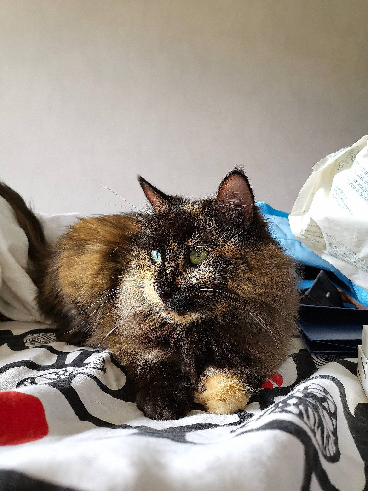 Inayah a rejoint le concours — aidez-le/la à gagner de superbes lots ! asian, carnivore, cat, domestic_long_haired_cat, ear, felidae, fur, kitten, maine_coon, mammal, norwegian_forest_cat, small_to_medium_sized_cats, whiskers