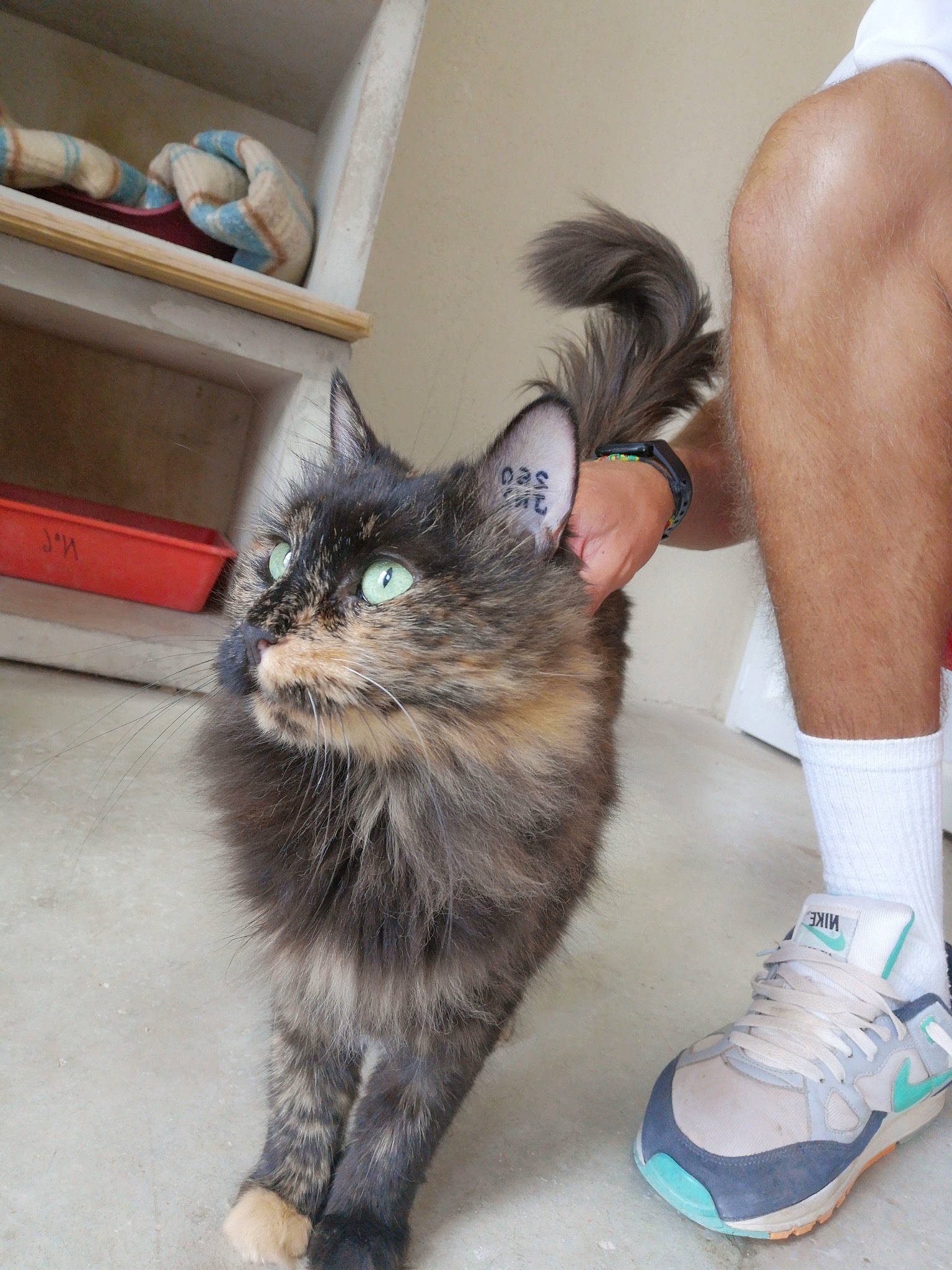 Inayah a rejoint le concours — aidez-le/la à gagner de superbes lots ! carnivore, cat, domestic_long_haired_cat, domestic_short_haired_cat, european_shorthair, felidae, footwear, fur, human_leg, kitten, kurilian_bobtail, leg, maine_coon, norwegian_forest_cat, polydactyl_cat, shoe, small_to_medium_sized_cats, tabby_cat, whiskers