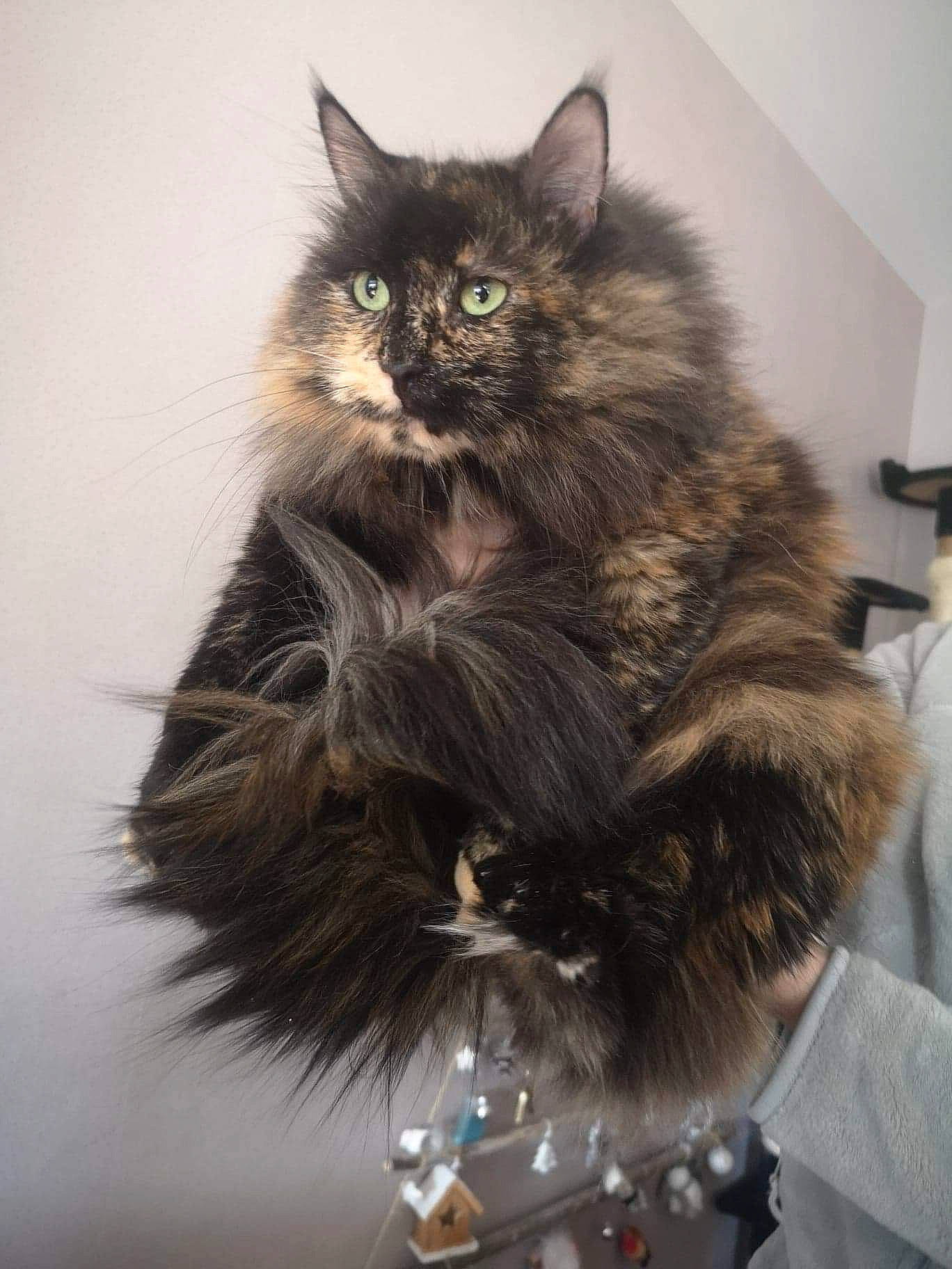 Inayah a rejoint le concours — aidez-le/la à gagner de superbes lots ! asian_semi_longhair, british_longhair, british_semi_longhair, carnivore, cat, domestic_long_haired_cat, felidae, fur, kitten, maine_coon, mammal, norwegian_forest_cat, ragamuffin, siberian, small_to_medium_sized_cats, whiskers