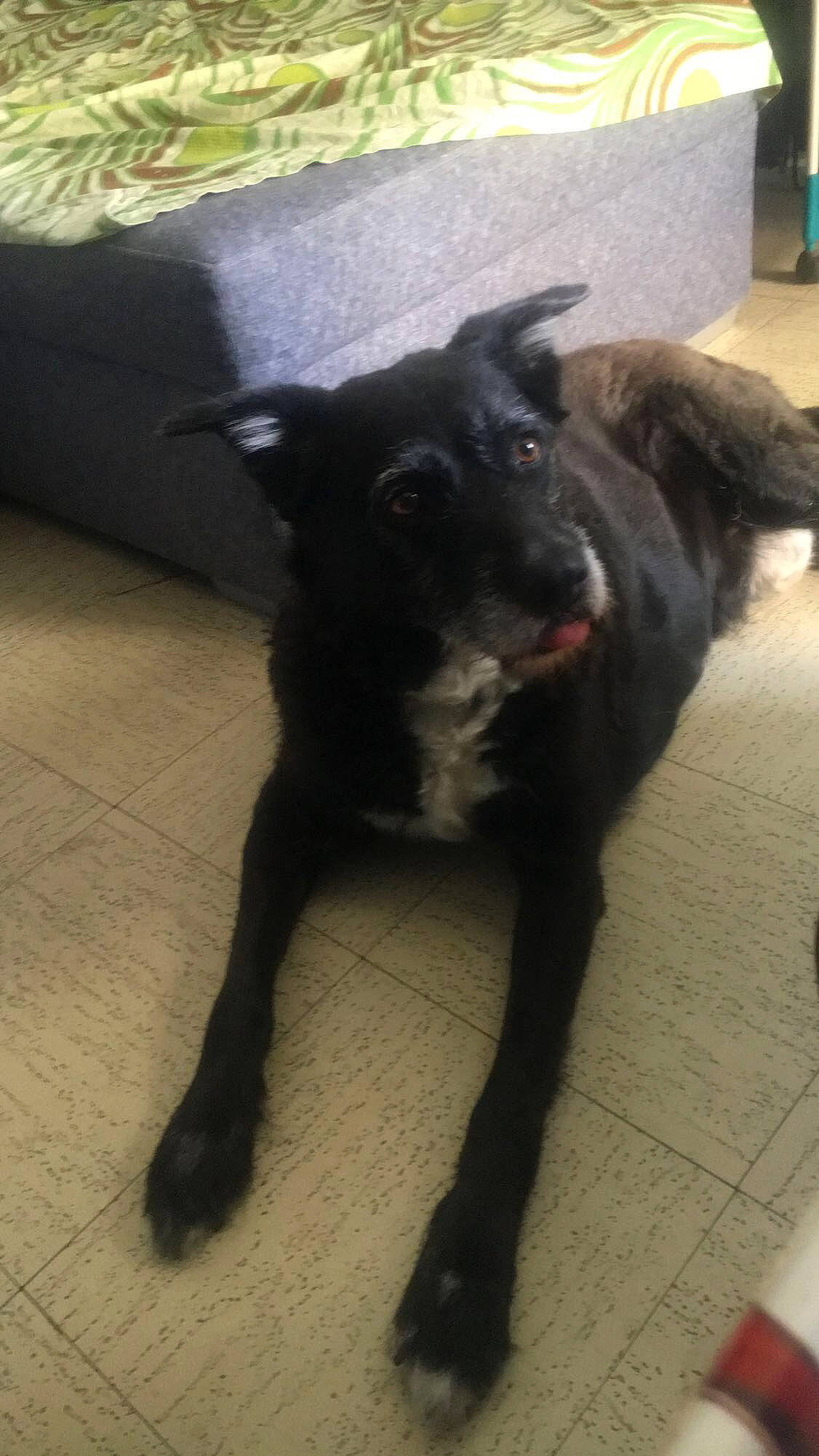 Blacky a rejoint le concours — aidez-le/la à gagner de superbes lots ! borador, carnivore, companion_dog, dog, dog_breed, floor, flooring, fur, non_sporting_group, sporting_group, tail, terrestrial_animal, working_animal