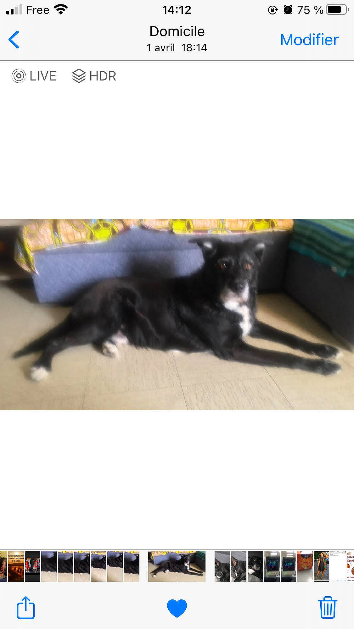 Blacky a rejoint le concours — aidez-le/la à gagner de superbes lots ! brand, carnivore, cat, felidae, font, fur, multimedia, photo_caption, rectangle, screenshot, small_to_medium_sized_cats, tail, terrestrial_animal