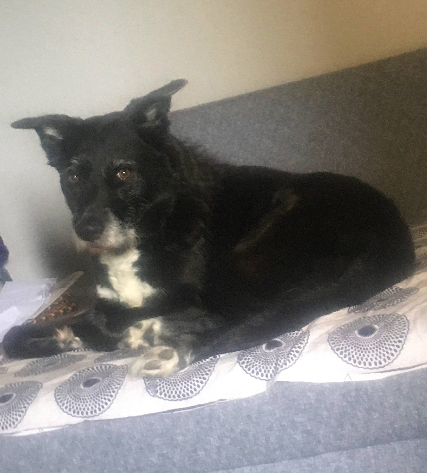 Blacky a rejoint le concours — aidez-le/la à gagner de superbes lots ! canidae, carnivore, comfort, companion_dog, dog, dog_breed, dog_supply, felidae, fur, grey, non_sporting_group, paw, snout, sporting_group, tail, terrestrial_animal, whiskers, working_animal, working_dog