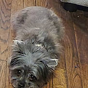 Ivy is registered to the contest to win money with this photo: animal, canine, companion, cute, dog, domestic_animal, flooring, fur, fur_texture, gray_fur, home, indoor, looking_up, lying_down, mammal, pet, relaxed, resting, small_dog, wood_floor