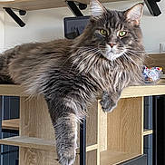 Oggy participe au concours pour gagner de l'argent avec cette photo : cat, fluffy, gray, green_eyes, lounging, kitchen, wooden_furniture, appliance, microwave, shelf, domestic_animal, pet, relaxed, feline, indoor, household, fur, paw, table, modern