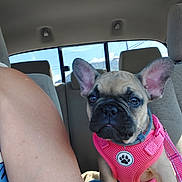 Lucy joined the competition — help win amazing prizes! dog, puppy, french_bulldog, pink_harness, car_interior, backseat, person_arm, window, blue_sky, clouds, seat, seatbelt, leash, pet, animal, cute, ears, closeup, sunlight, daytime