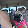 dog, puppy, french_bulldog, pink_harness, car_interior, backseat, person_arm, window, blue_sky, clouds, seat, seatbelt, leash, pet, animal, cute, ears, closeup, sunlight, daytime