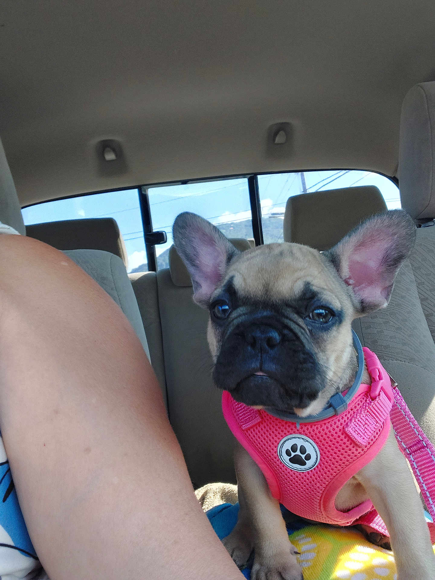 Lucy