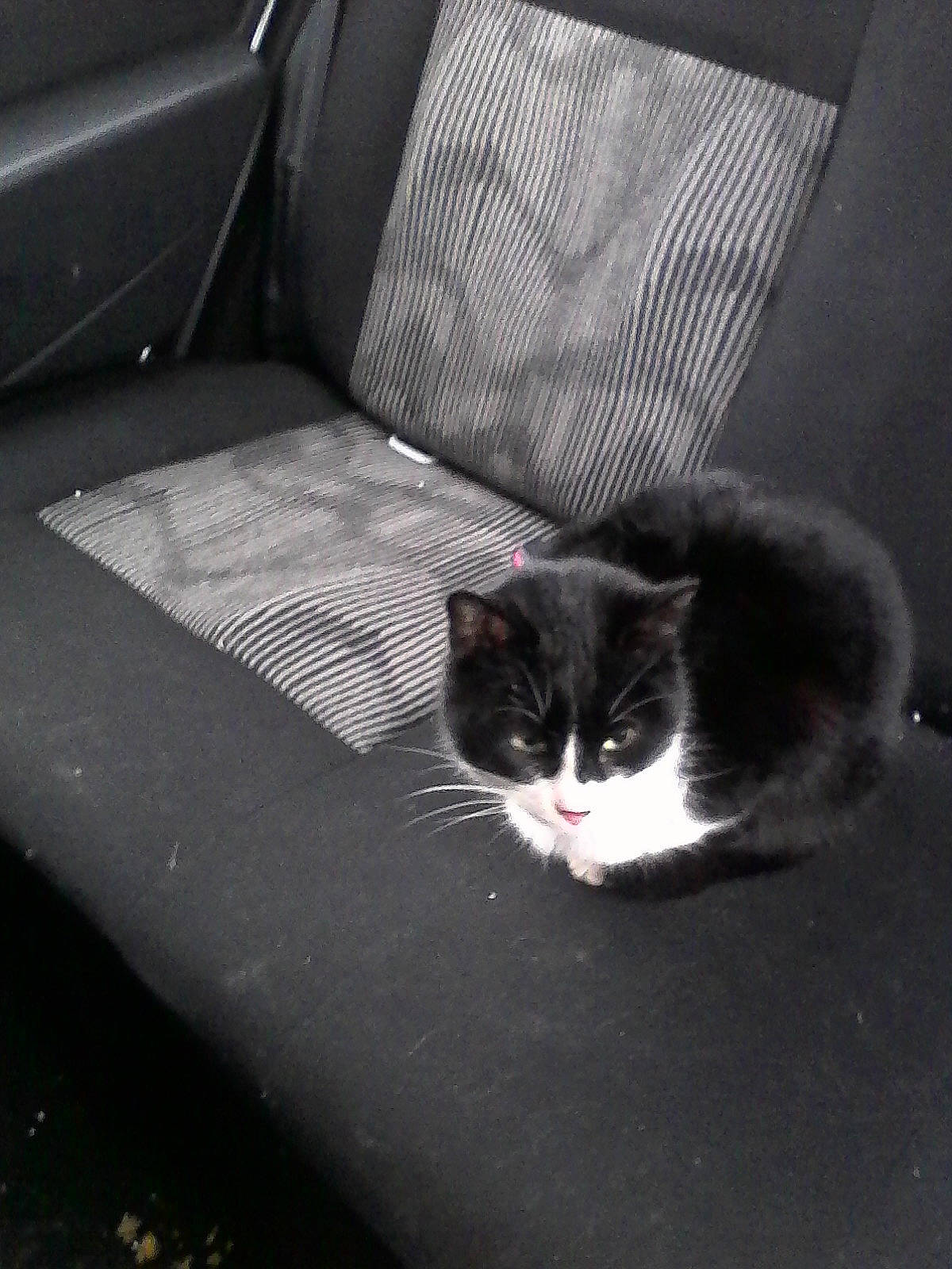 Fantomette participe au concours pour gagner de l'argent avec cette photo : black_and_white, car, carnivore, cat, domestic_short_haired_cat, felidae, kitten, small_to_medium_sized_cats, snout, vehicle, whiskers