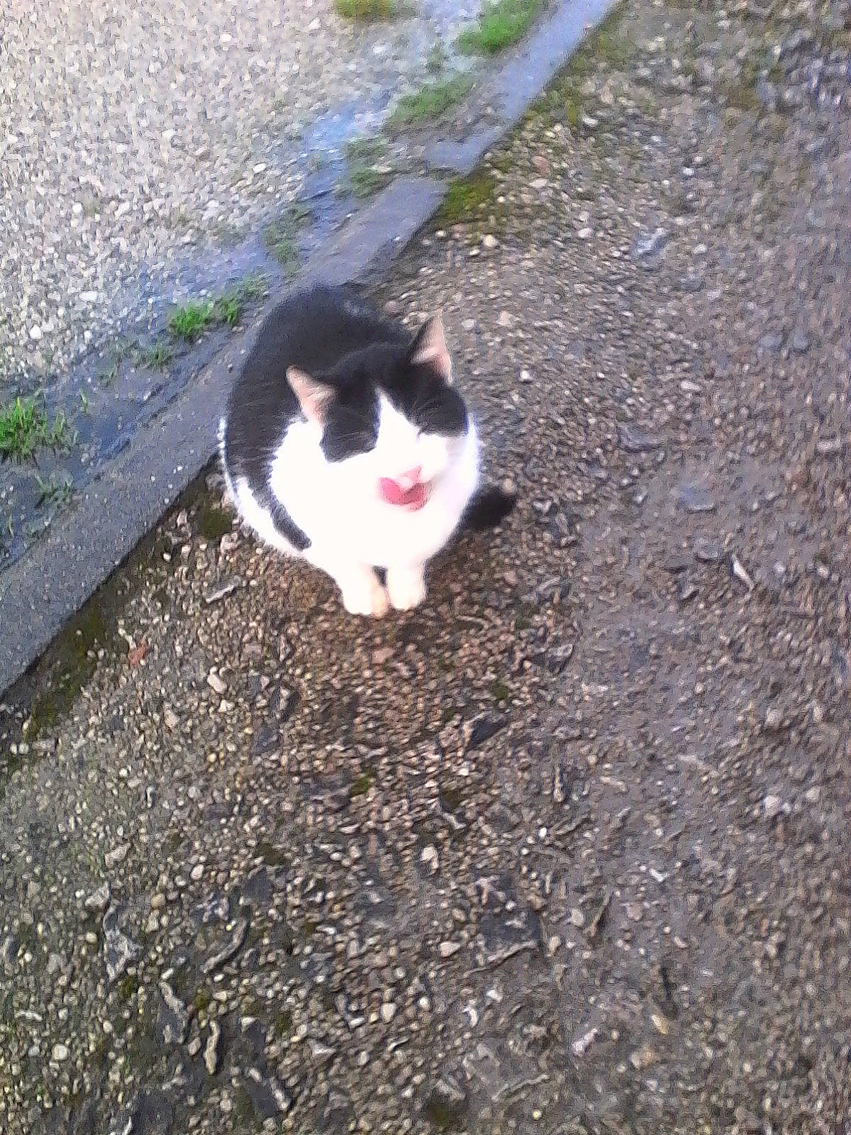 Poupette participe au concours pour gagner de l'argent avec cette photo : aegean_cat, asphalt, carnivore, cat, domestic_short_haired_cat, european_shorthair, felidae, grass, polydactyl_cat, road_surface, small_to_medium_sized_cats, soil, tail, whiskers