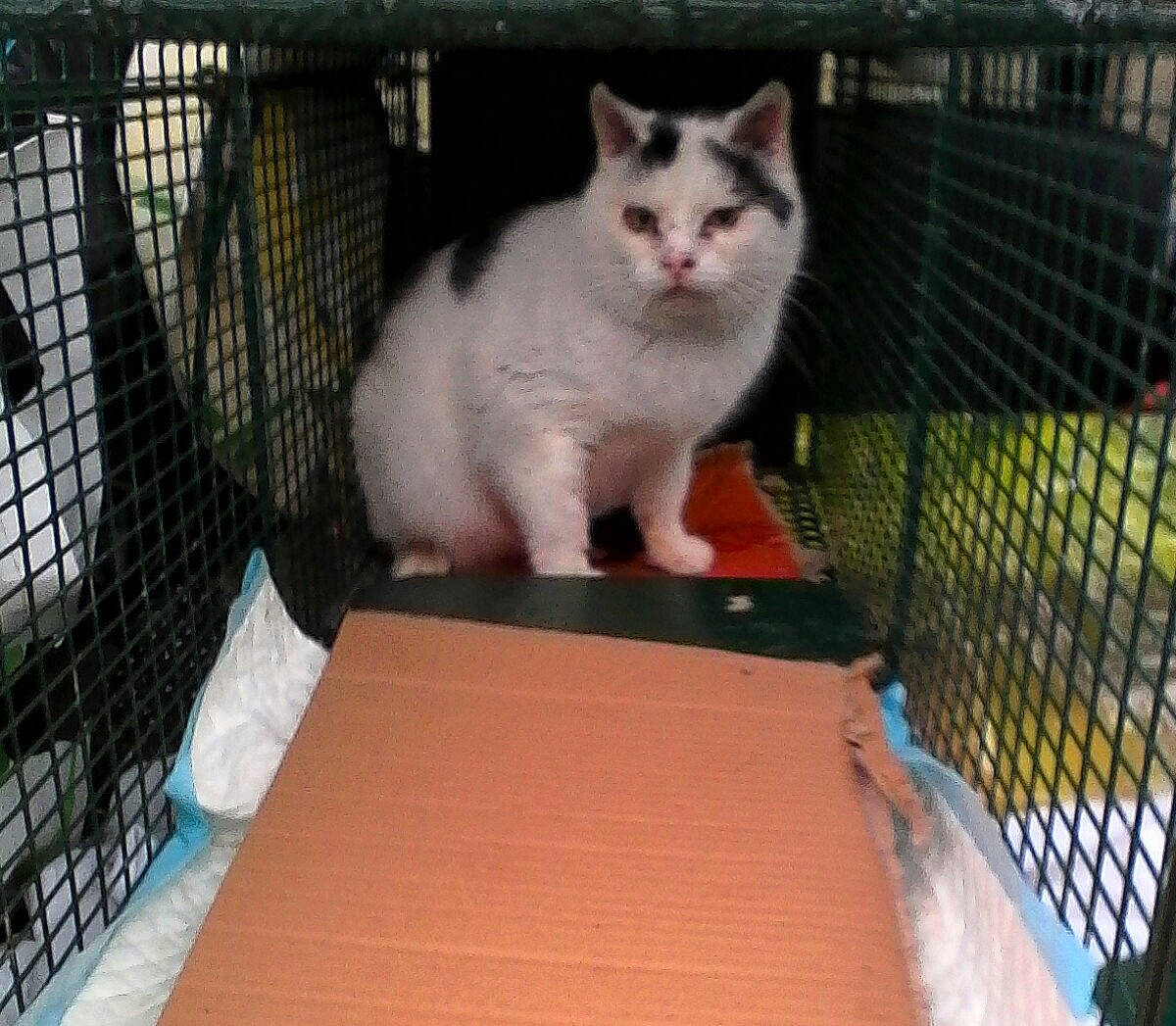 Pompon participe au concours pour gagner de l'argent avec cette photo : aegean_cat, animal_shelter, cage, carnivore, cat, cymric, domestic_long_haired_cat, domestic_short_haired_cat, european_shorthair, felidae, mammal, pet_supply, polydactyl_cat, small_to_medium_sized_cats, tail, turkish_angora, turkish_van, vertebrate, whiskers