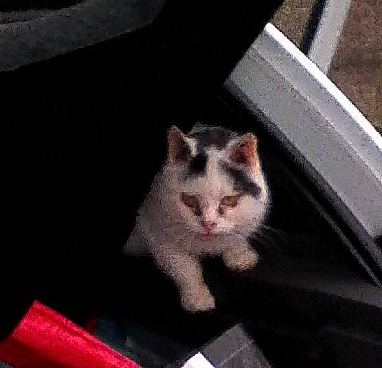 Pompon a rejoint le concours — aidez-le/la à gagner de superbes lots ! asian, carnivore, cat, domestic_short_haired_cat, ear, eye, felidae, kitten, polydactyl_cat, small_to_medium_sized_cats, tail, whiskers