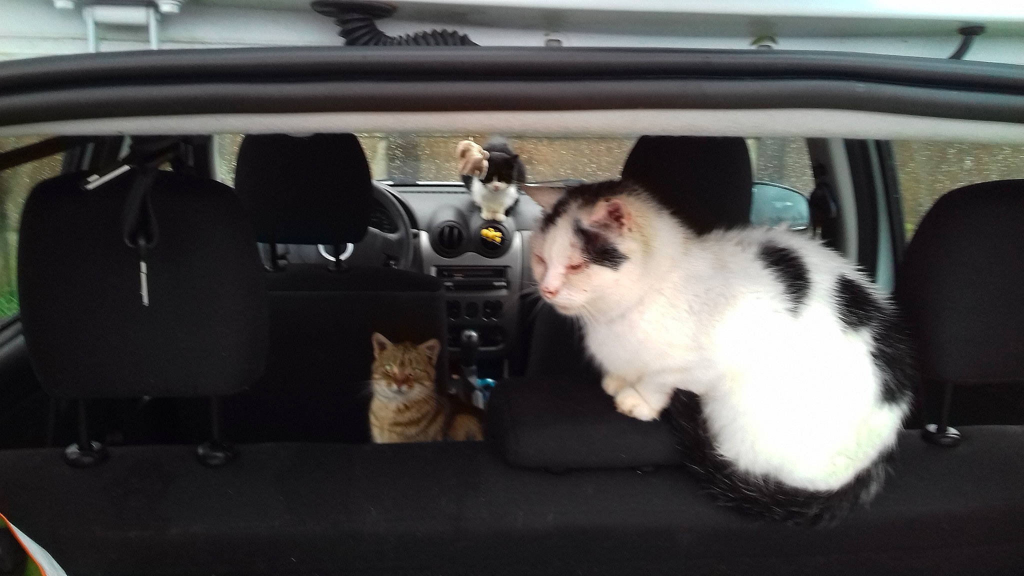 Pompon a rejoint le concours — aidez-le/la à gagner de superbes lots ! auto_part, car, carnivore, cat, compact_car, felidae, fur, kitten, small_to_medium_sized_cats, vehicle, whiskers