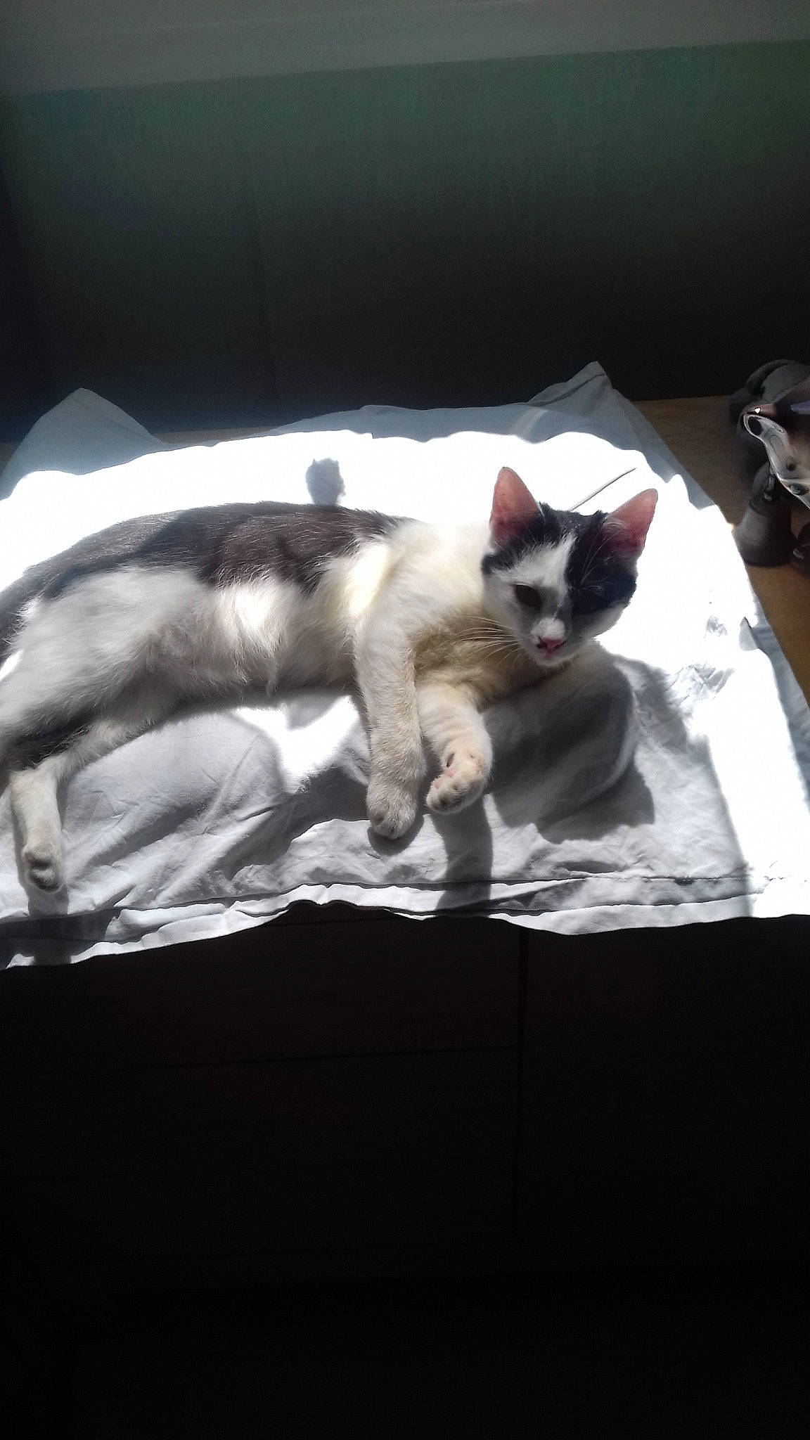 Arès participe au concours pour gagner de l'argent avec cette photo : asian, carnivore, cat, felidae, kitten, mammal, siamese, small_to_medium_sized_cats, tail, thai, tonkinese, whiskers