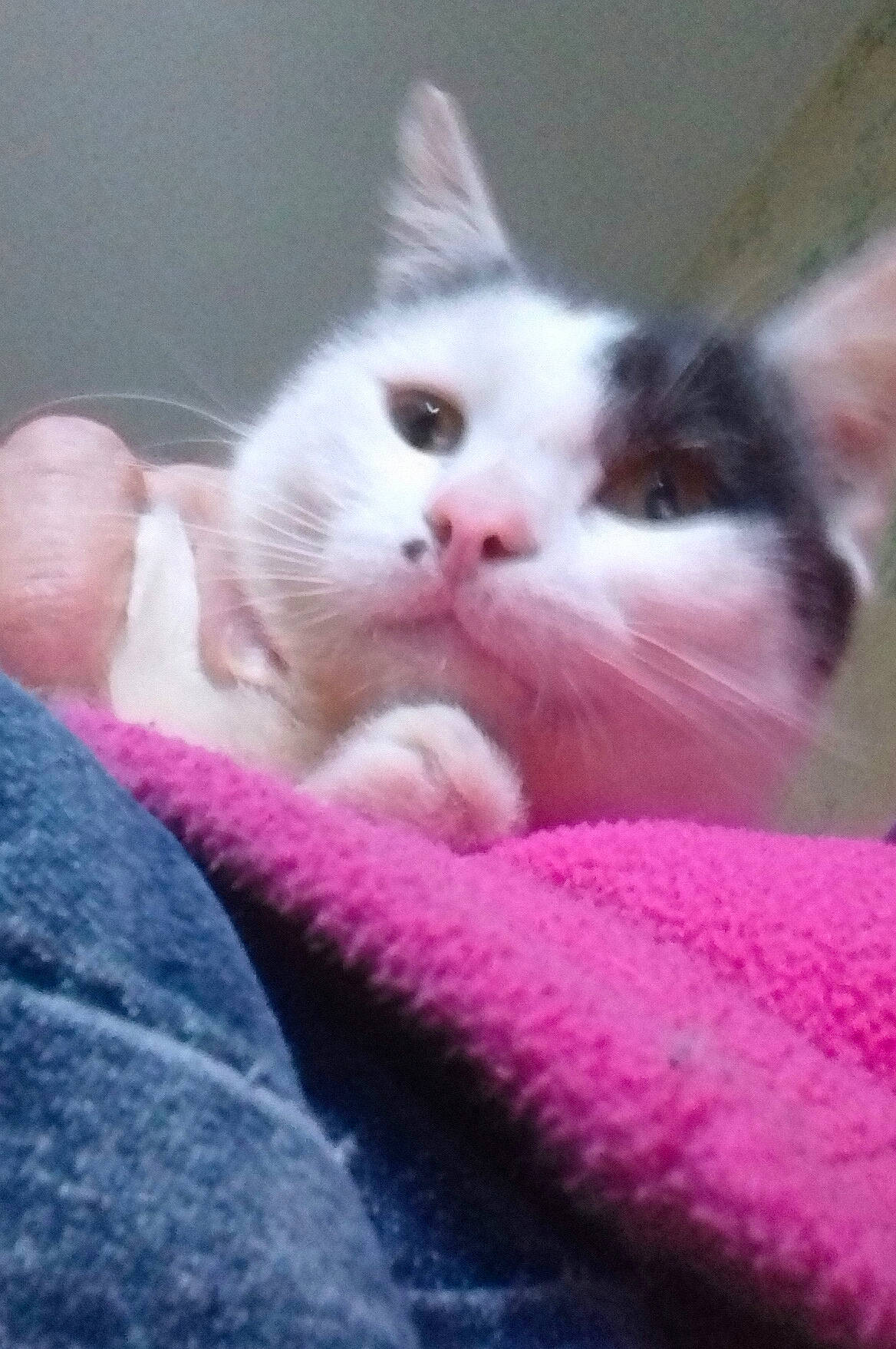 Arès participe au concours pour gagner de l'argent avec cette photo : carnivore, cat, domestic_short_haired_cat, european_shorthair, fawn, felidae, kitten, mammal, polydactyl_cat, ragdoll, small_to_medium_sized_cats, turkish_angora, turkish_van, whiskers