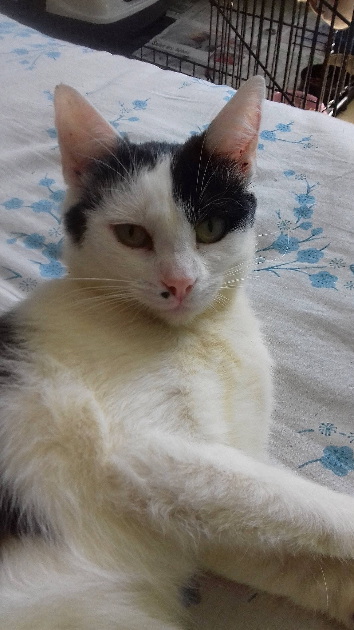 Arès participe au concours pour gagner de l'argent avec cette photo : aegean_cat, carnivore, cat, domestic_short_haired_cat, ear, eye, felidae, japanese_bobtail, javanese, kitten, mammal, nose, ojos_azules, small_to_medium_sized_cats, turkish_angora, turkish_van, whiskers