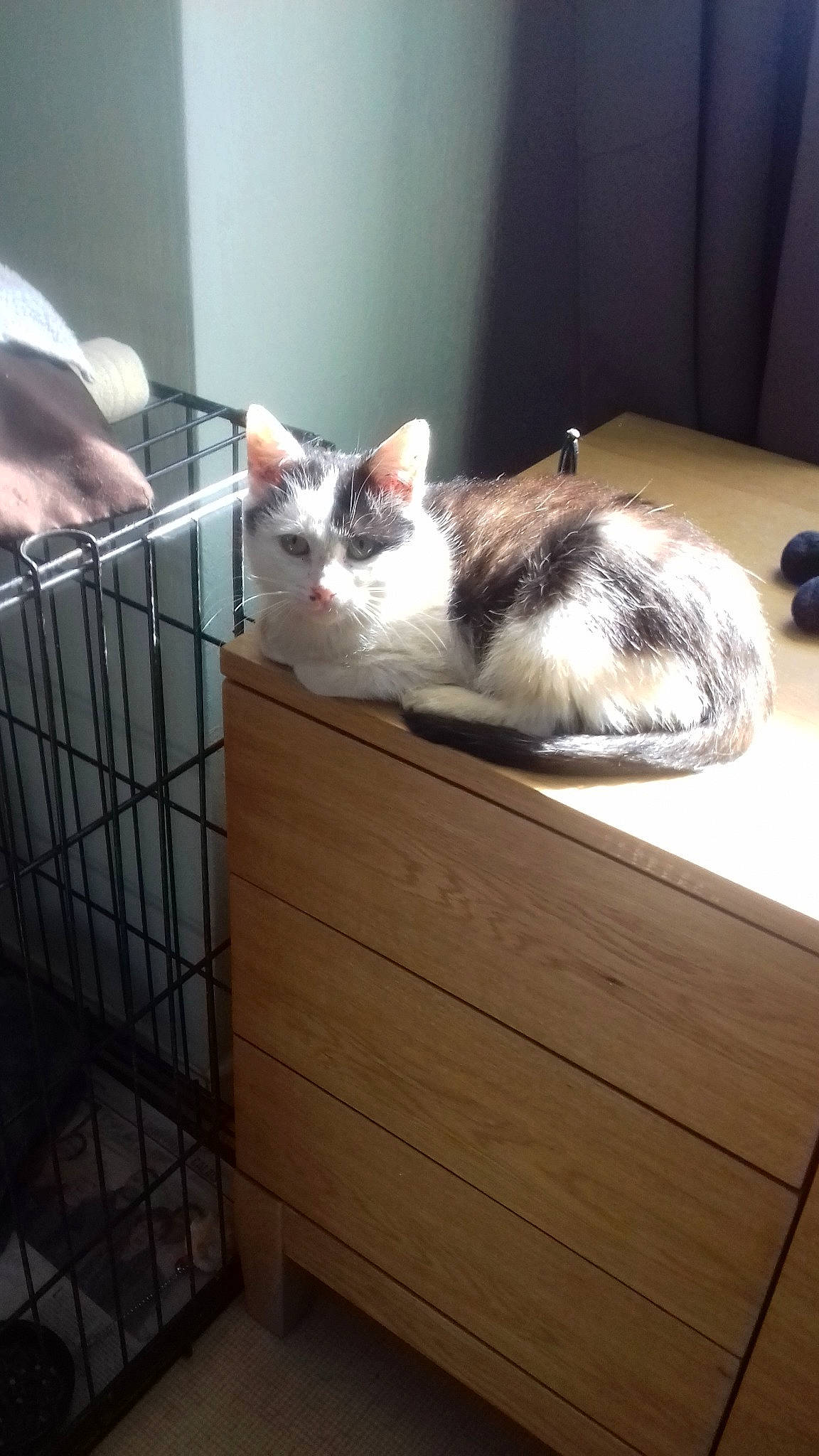 Arès a rejoint le concours — aidez-le/la à gagner de superbes lots ! aegean_cat, animal_shelter, box, carnivore, cat, domestic_long_haired_cat, domestic_short_haired_cat, european_shorthair, fawn, felidae, kitten, mammal, munchkin, ragamuffin, small_to_medium_sized_cats, tail, turkish_van, whiskers