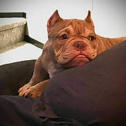 Chevy is registered to the contest to win money with this photo: bulldog, puppy, dog, pet, cute, cushion, indoor, stairs, brown, wrinkled, tongue, resting, animal, young, canine, domestic, furniture, home, cozy, soft_lighting