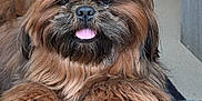 Ulyss a rejoint le concours — aidez-le/la à gagner de superbes lots ! affenpinscher, animal, bodypart, canine, cockerspaniel, dog, hardwood, mouth, person, pet, poodle, puppy, terrier, wood