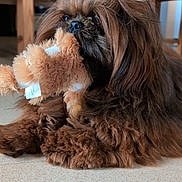 Ulyss participe au concours pour gagner de l'argent avec cette photo : affenpinscher, animal, canine, cockerspaniel, dog, hardwood, hound, papillon, person, pet, plush, poodle, puppy, sleeping, terrier, toy, whitedog, wood